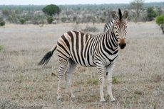 Zebra (7 von 28).jpg